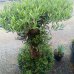 Olea europaea (Olivovník európsky) - kont. C130L, výška 100-120 cm - MULTI PONPON (-12°C) Olea europaea (Olivovník európsky) - kont. C130L, výška 100-120 cm - MULTI PONPON (-12°C)